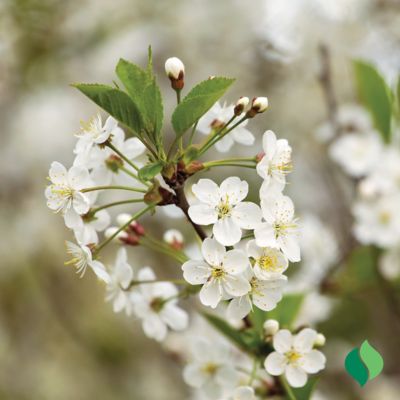 Image showing  Western Sand Cherry Root