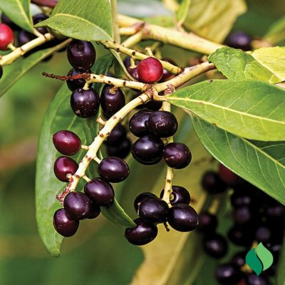 Image showing  Western Sand Cherry Root