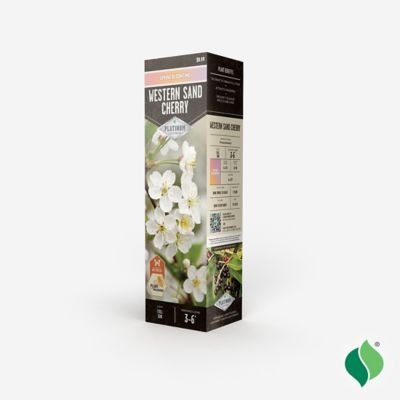 Image showing  Western Sand Cherry Root