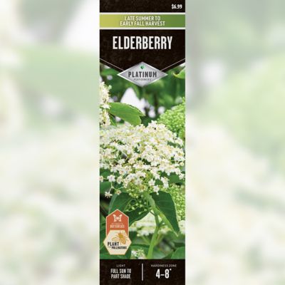 DeGroot Elderberry Root