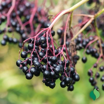 Image showing  Elderberry Root