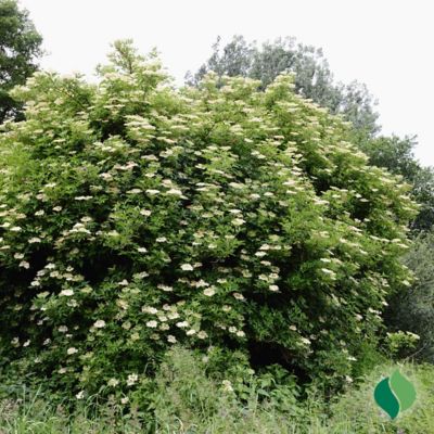 Image showing  Elderberry Root