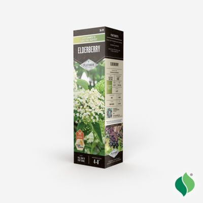 Image showing  Elderberry Root