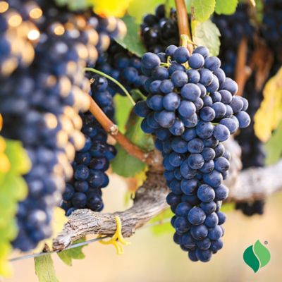 Image showing  Grape Vanessa Root