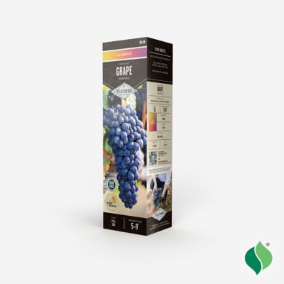 Image showing  Grape Vanessa Root