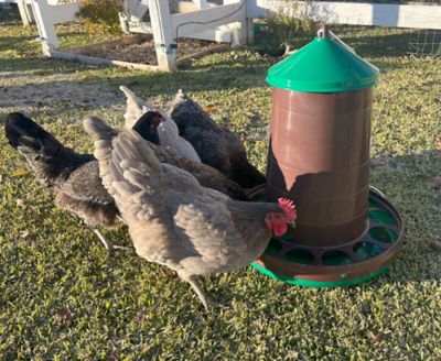 Image showing  Eco Recycled Chicken Feeder, G-11236