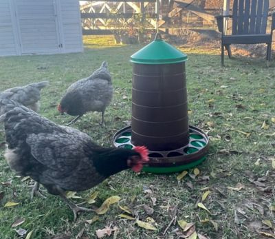 Image showing  Eco Recycled Chicken Feeder, G-11236