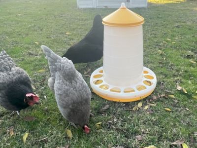 Image showing  Bio Chicken Feeder, G-11247