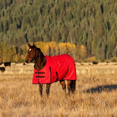 WeatherBeeta ComFiTec Original Standard Neck Horse Blanket, 0g Lite Weight