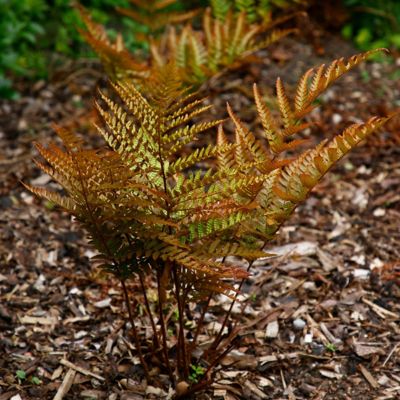 Image showing  2.5 in. Autumn Fern (3-Pack)