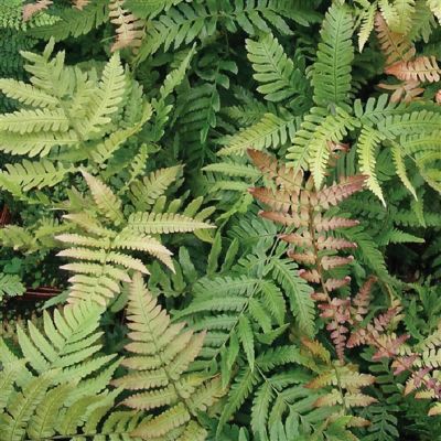 Image showing  2.5 in. Autumn Fern (3-Pack)