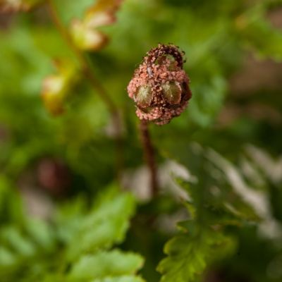 Image showing  2.5 in. Autumn Fern (3-Pack)