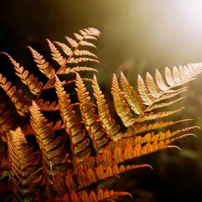 Image showing  2.5 in. Autumn Fern (3-Pack)