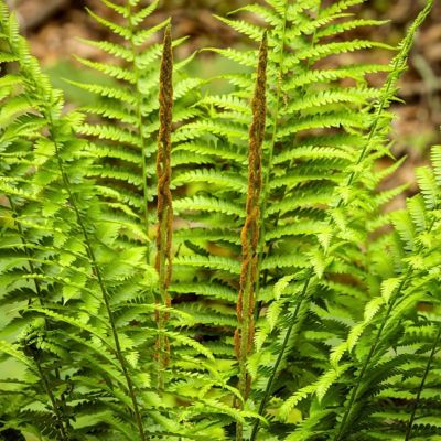 National Plant Network 2.5 in. Cinnamon Fern (3-Pack)