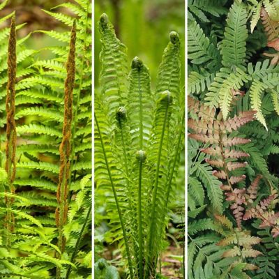 National Plant Network 2.5 in. Colorama Fern Collection (3-Pack)