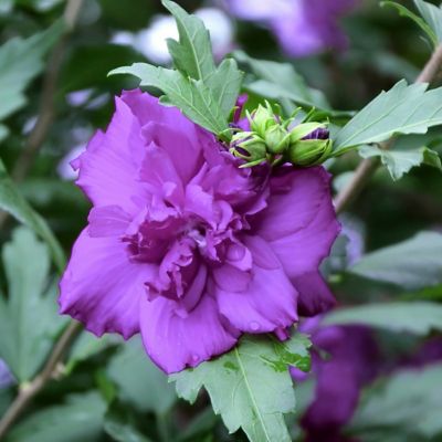 Image showing  2 gal. Hibiscus Blueberry Smoothie