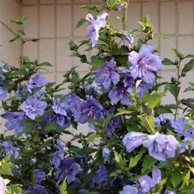 Image showing  2 gal. Hibiscus Blueberry Smoothie