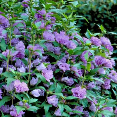 Image showing  2 gal. Hibiscus Blueberry Smoothie