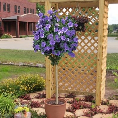 Image showing  2 gal. Hibiscus Blueberry Smoothie