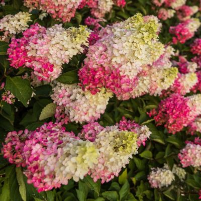 Flowering Nikko Blue Hydrangea Shrubs At