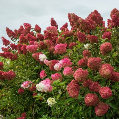 Image showing  1 gal. Hydrangea Berry White