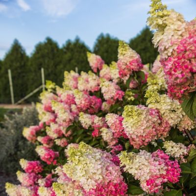 Image showing  1 gal. Hydrangea Berry White