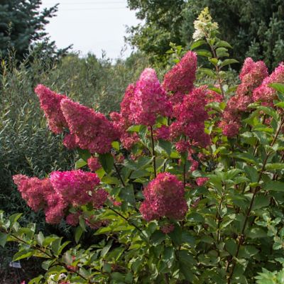 Image showing  1 gal. Hydrangea Berry White