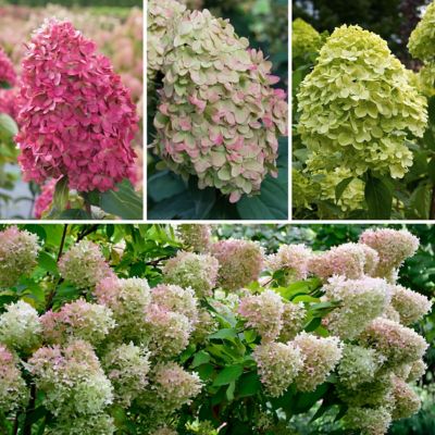 Image showing  2 gal. Hydrangea Limelight Tree
