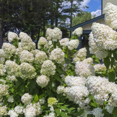 Image showing  2 gal. Hydrangea Limelight Tree