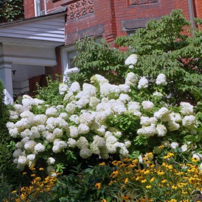 Image showing  2 gal. Hydrangea Limelight Tree