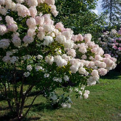 Image showing  2 gal. Hydrangea Limelight Tree