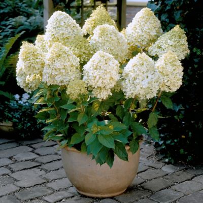 Image showing  2 gal. Hydrangea Little Hottie