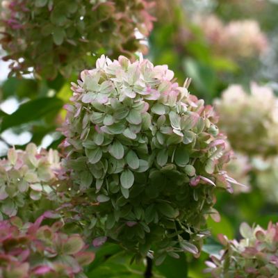 Image showing  2 gal. Hydrangea Little Hottie