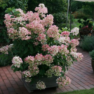 Image showing  2 gal. Hydrangea Little Hottie