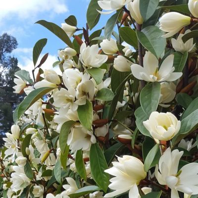 National Plant Network 2 gal. Sweet Thing Japanese Magnolia