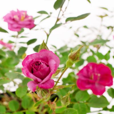 National Plant Network 2 gal. Rose Lavender Jewel