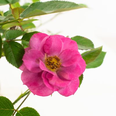 Image showing  2 gal. Rose Lavender Jewel