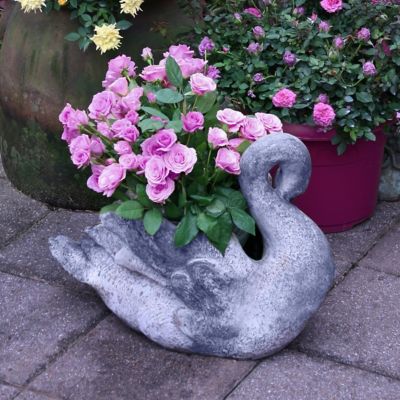 Image showing  2 gal. Rose Lavender Jewel