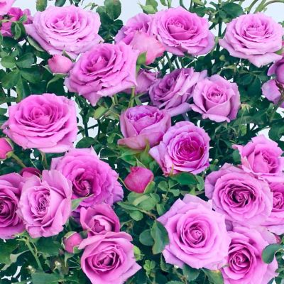 Image showing  2 gal. Rose Lavender Jewel