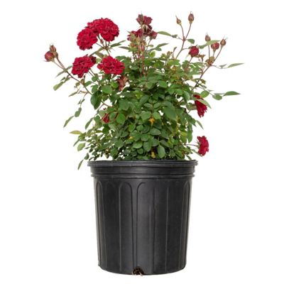 National Plant Network 2 gal. Rose Red Sunblaze