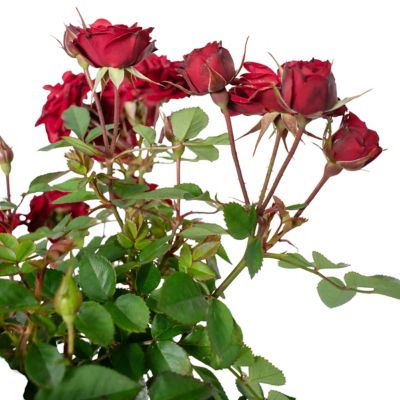 Image showing  2 gal. Rose Red Sunblaze