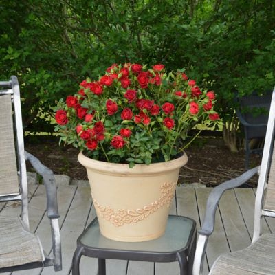 Image showing  2 gal. Rose Red Sunblaze