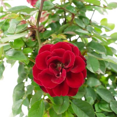 Image showing  2 gal. Rose Red Sunblaze