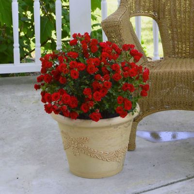 Image showing  2 gal. Rose Red Sunblaze