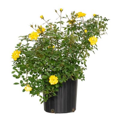 National Plant Network 2 gal. Rose Yellow Mini Flora