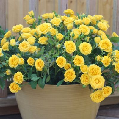 Image showing  2 gal. Rose Yellow Mini Flora