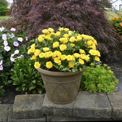Image showing  2 gal. Rose Yellow Mini Flora
