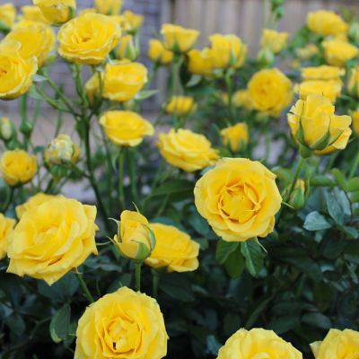 Image showing  2 gal. Rose Yellow Mini Flora