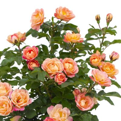 Image showing  2 gal. Rose Peach Sunblaze
