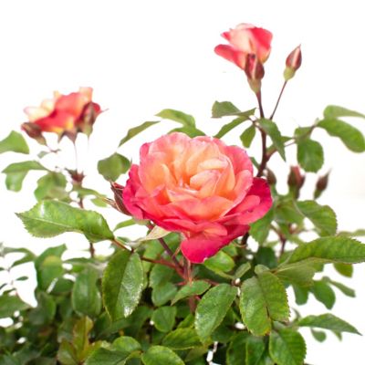 Image showing  2 gal. Rose Peach Sunblaze